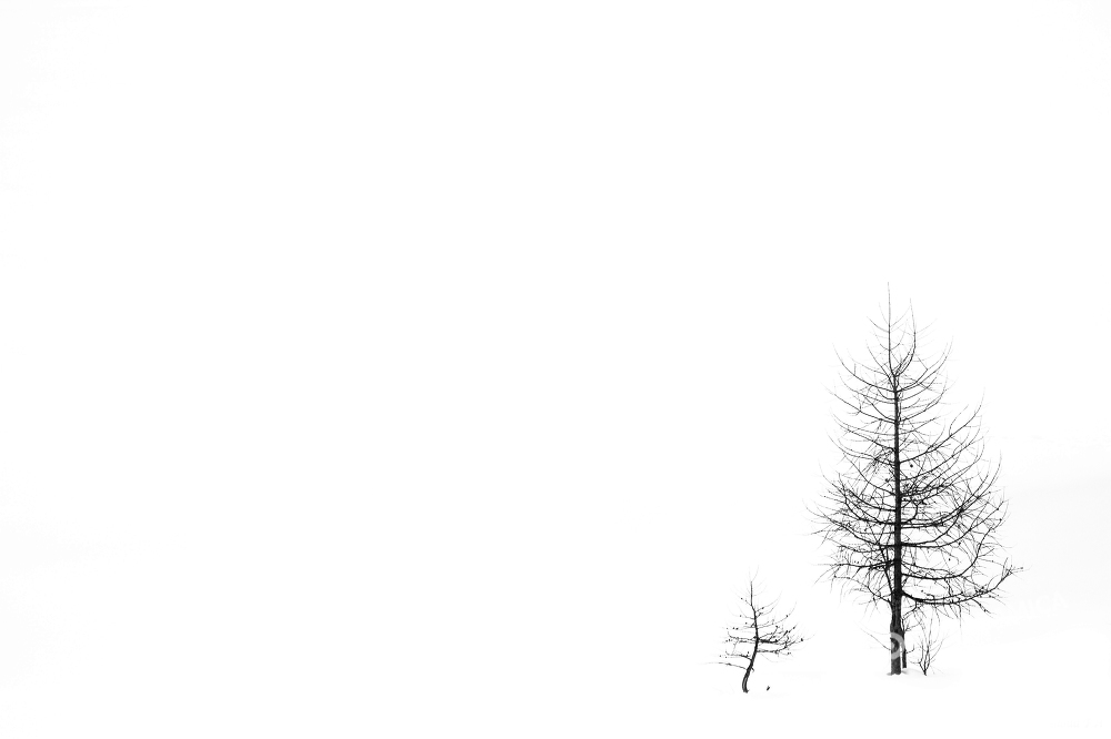 Alberi in inverno