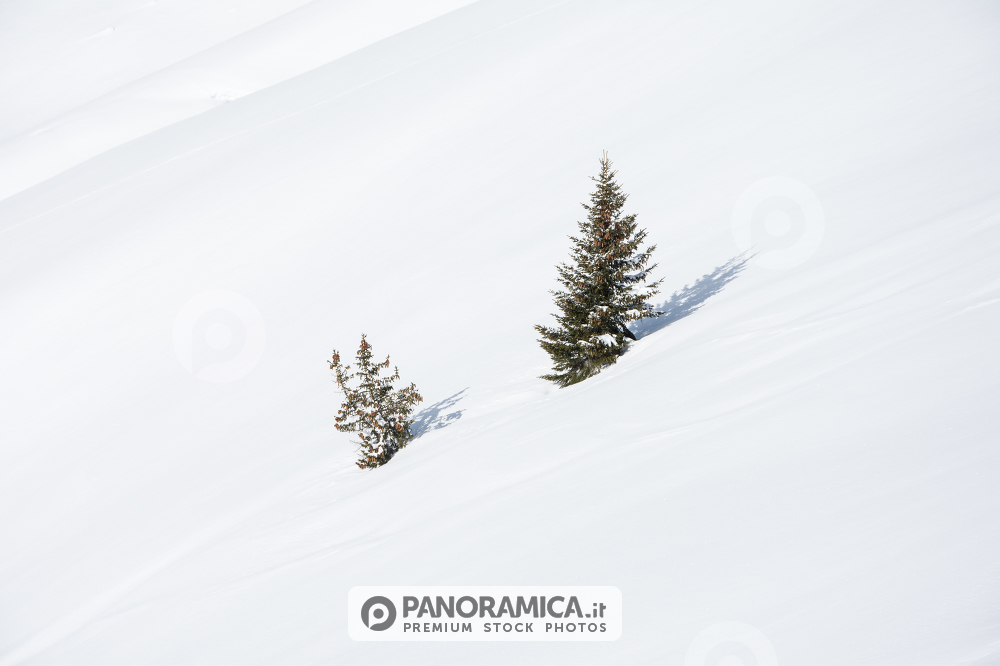 Alberi solitari in alta quota