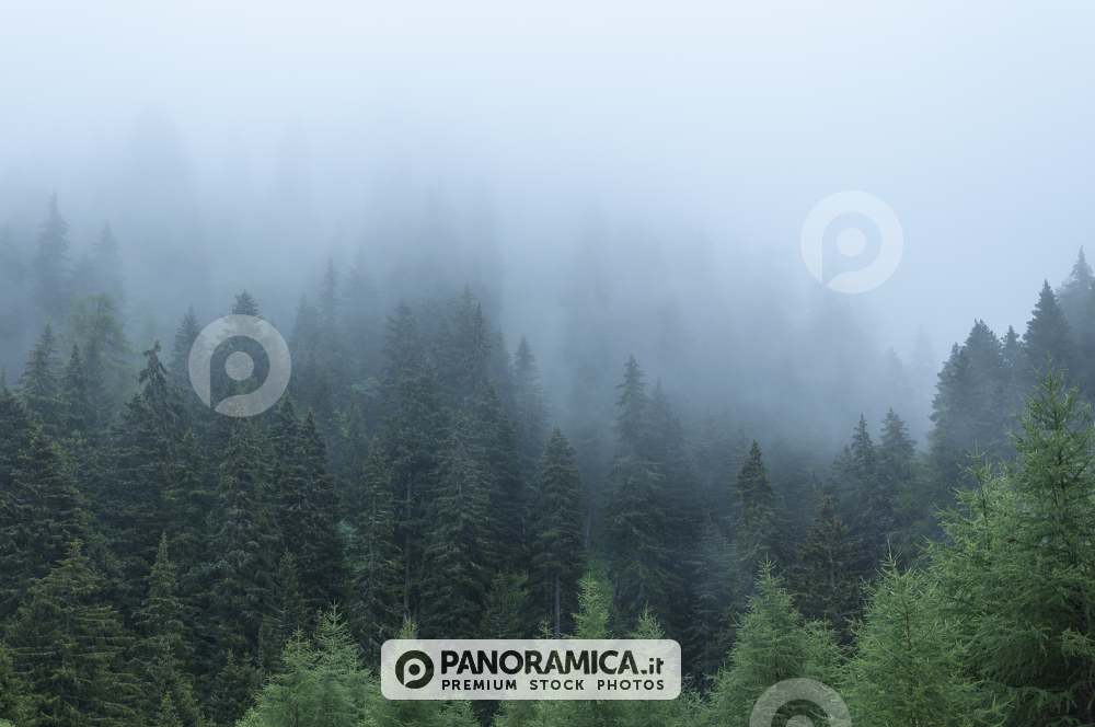 Alberi tra la nebbia