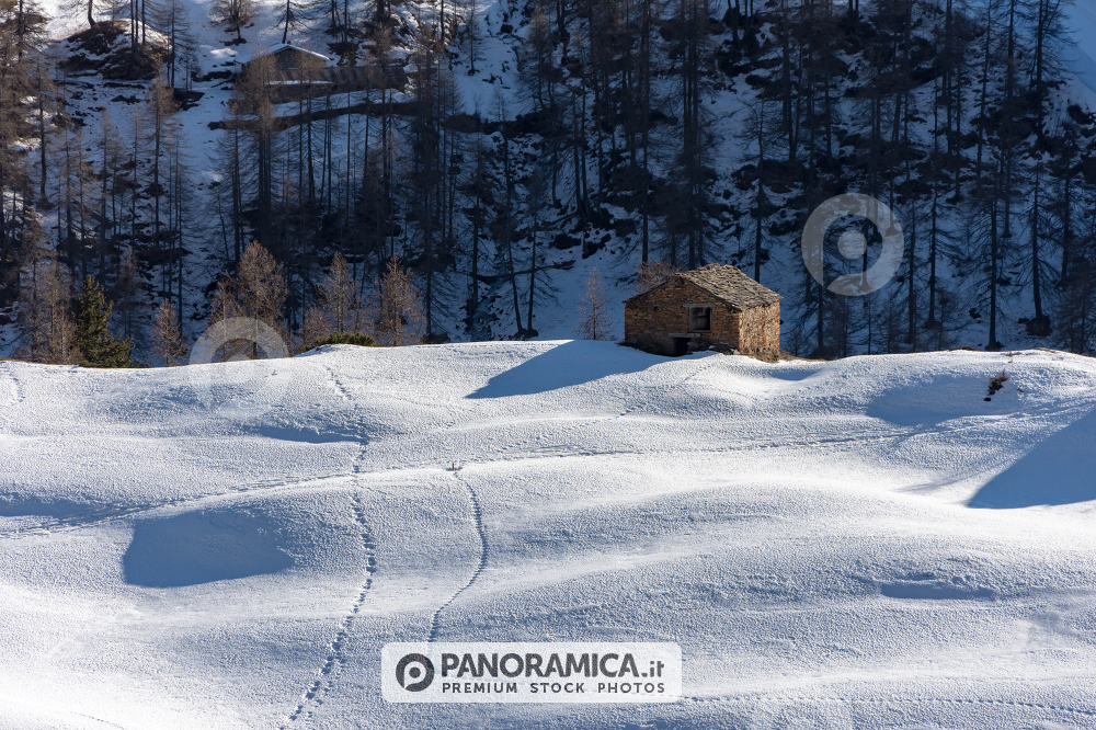 Alpeggio tra la neve