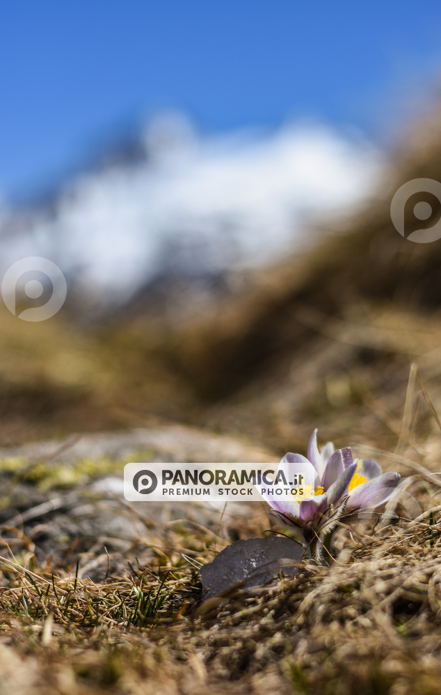 Anemone alpina - Valsavarenche