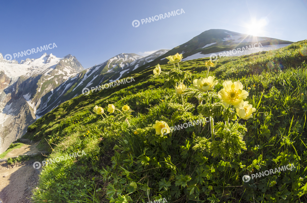 Anemone alpino in alta Val Ferret