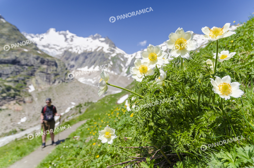 Anemone alpino in Val Ferret