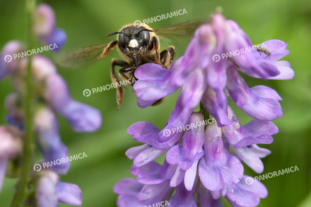 Ape su fiore viola