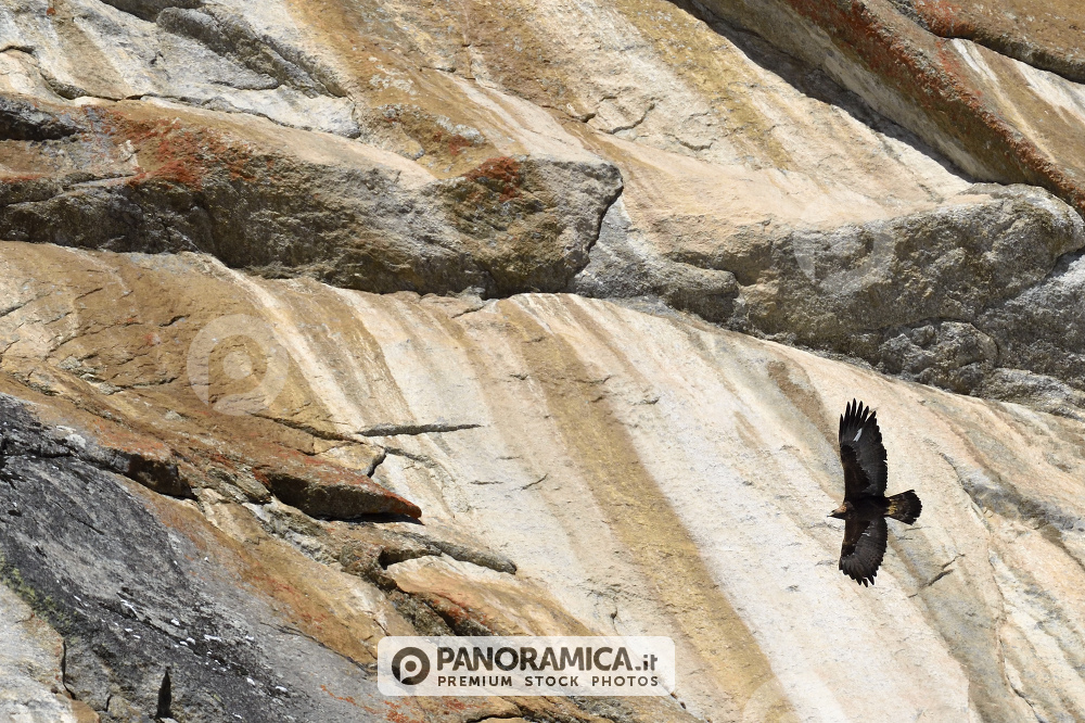 Aquila reale in volo davanti a una parete rocciosa