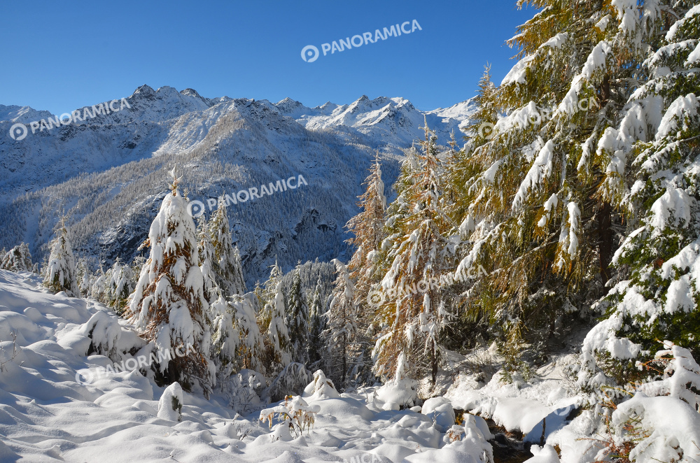 Bosco autunnale innevato