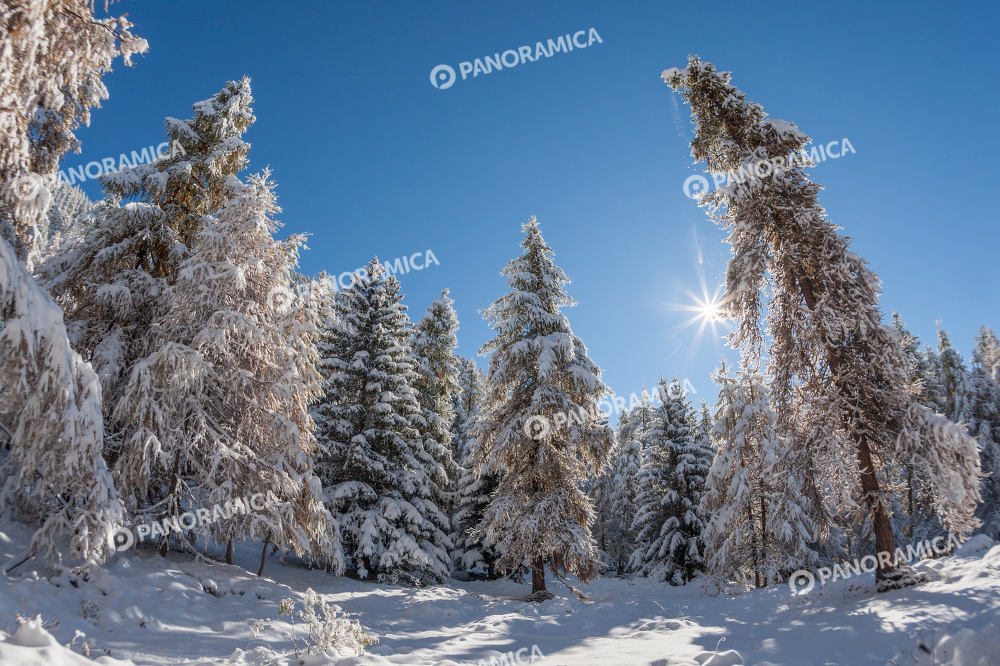 Bosco di larici innevati