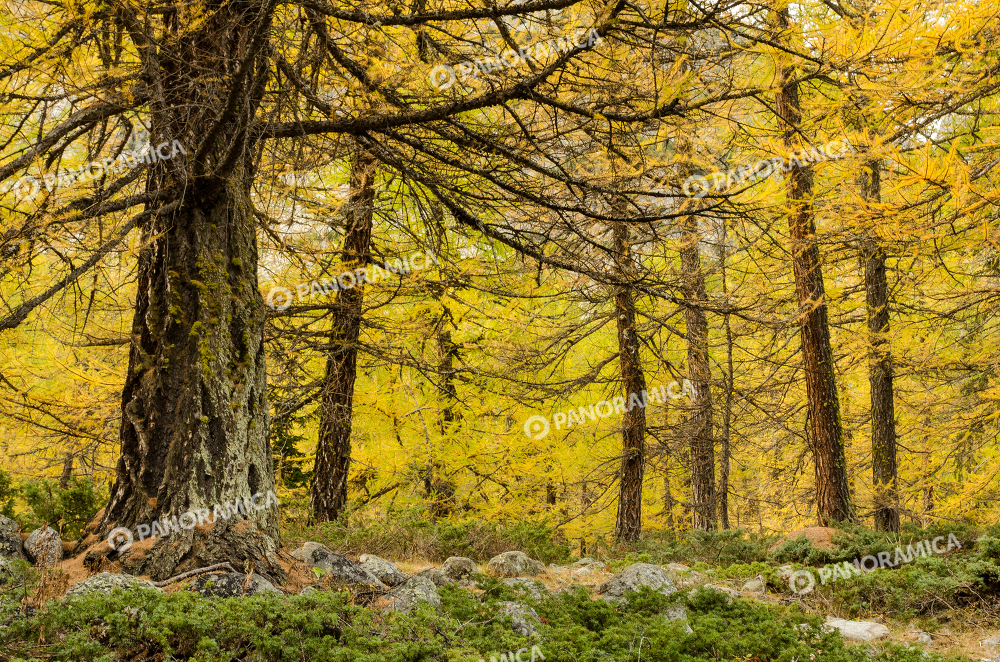 Bosco in autunno in val ferret