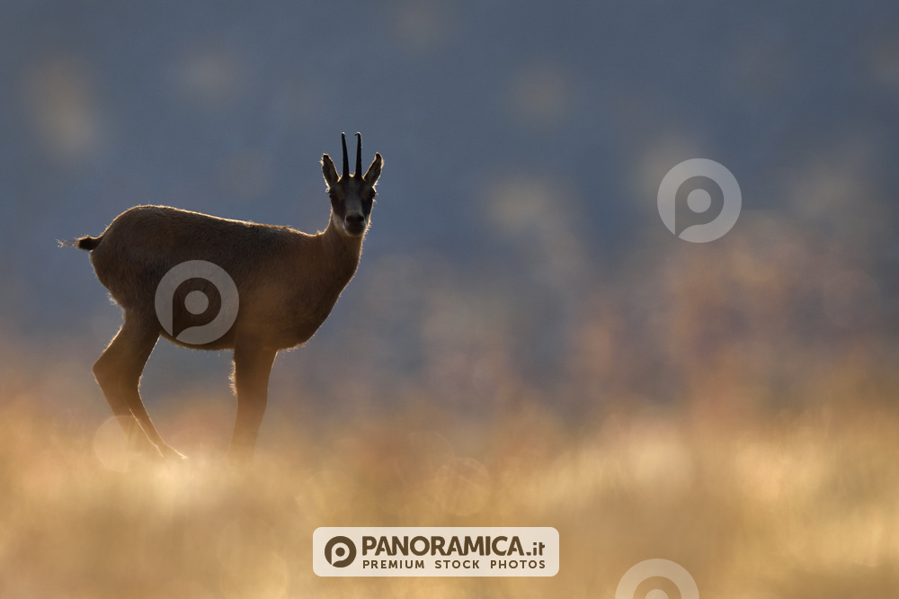 Camoscio all'alba