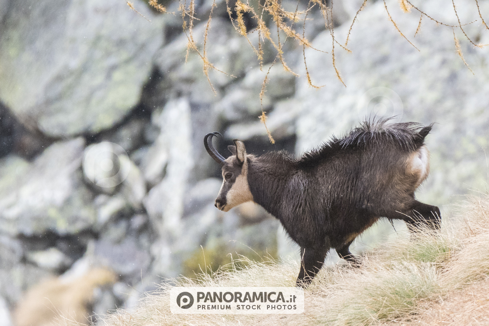 Camoscio in atteggiamento di imposizione, Valsavarenche, Parco Nazionale Gran Paradiso, Valle d'Aosta