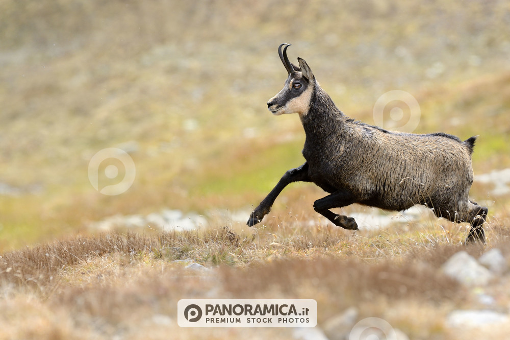 Camoscio in corsa sulla prateria alpina