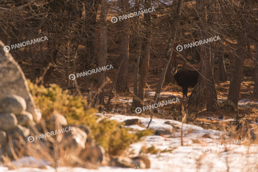 Camoscio in mezzo gli alberi