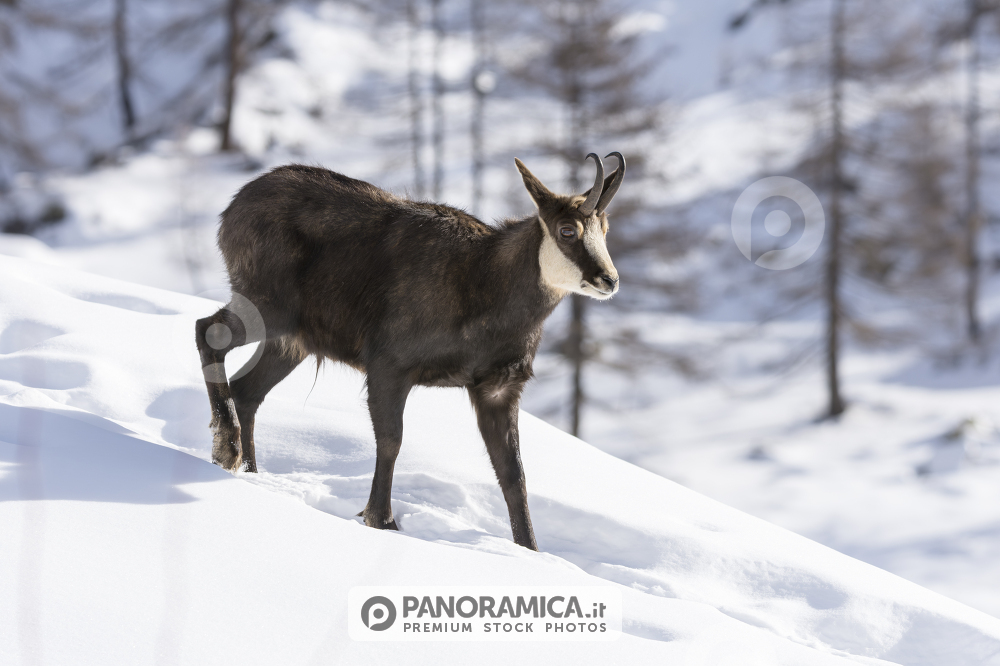Camoscio nella neve