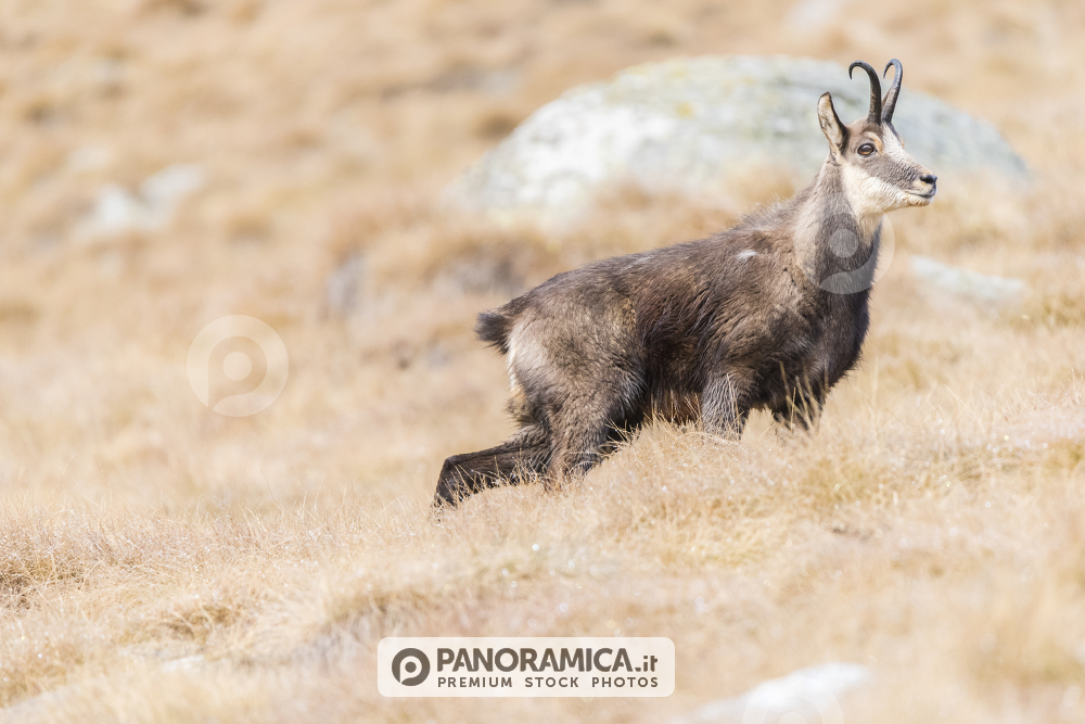 Camoscio nella prateria autunnale, Valsavarenche, Parco Nazionale Gran Paradiso, Valle d'Aosta