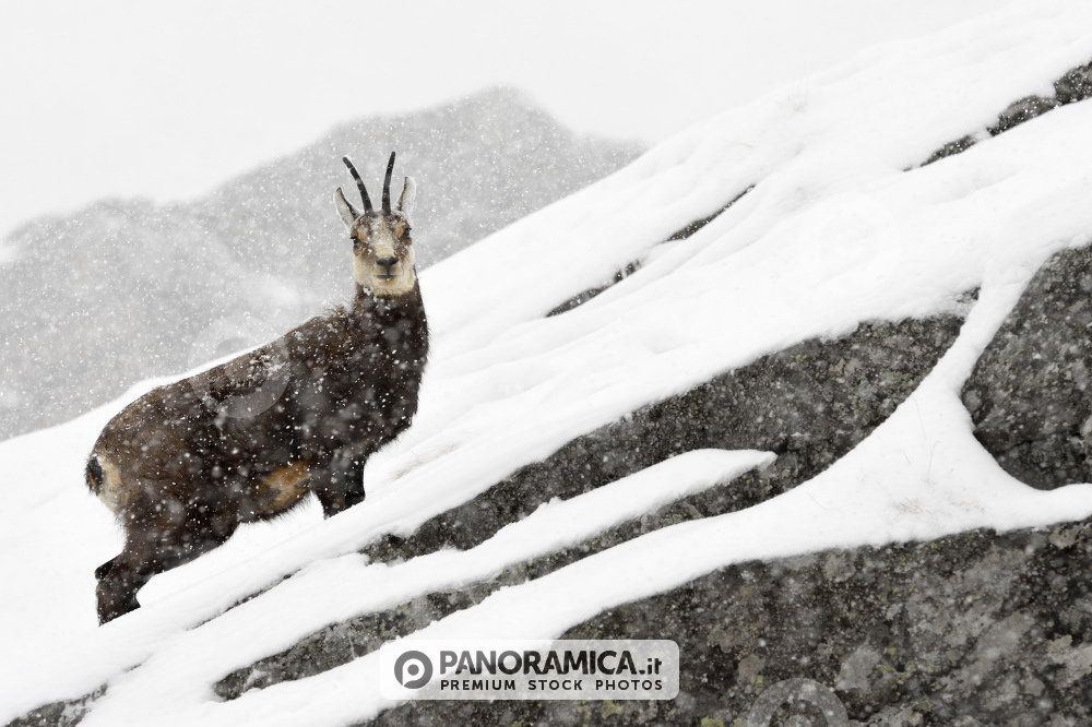 Camoscio sotto una fitta nevicata