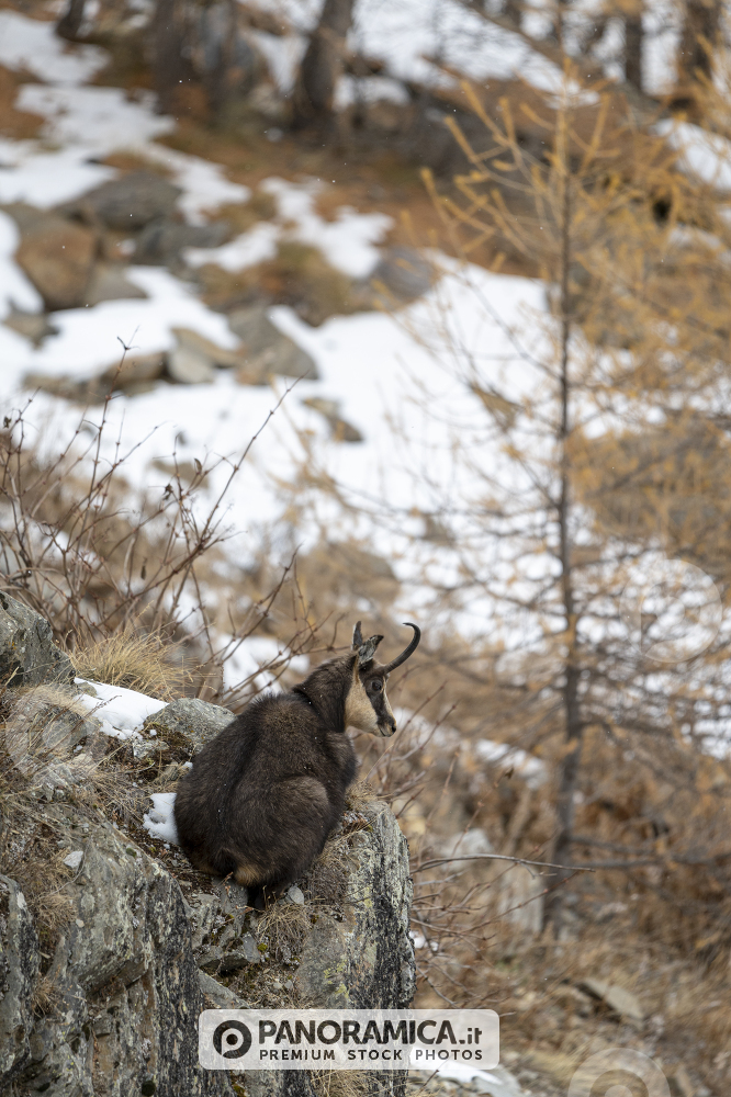 Camoscio sotto una leggera nevicata