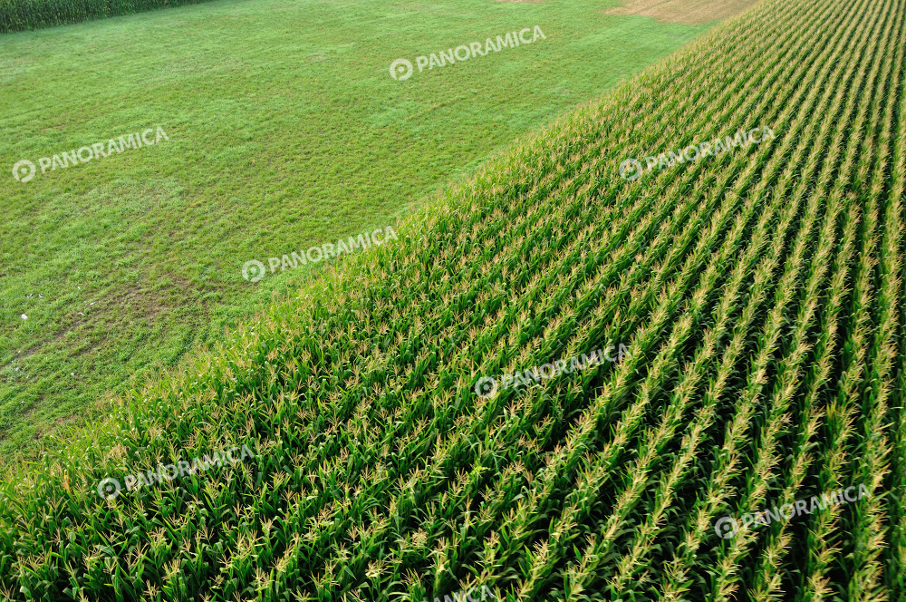 Campo verde visto dall'alto