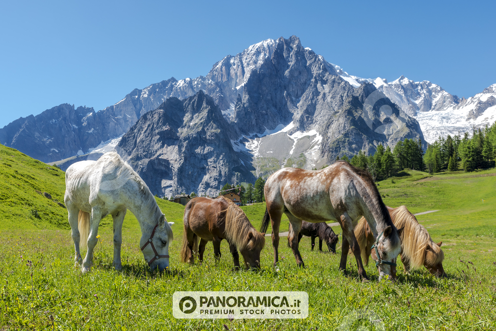Cavalli e pony brucano sotto il Monte Bianco