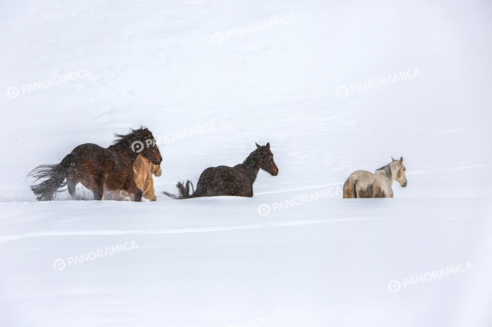 Cavalli in corsa sulla neve