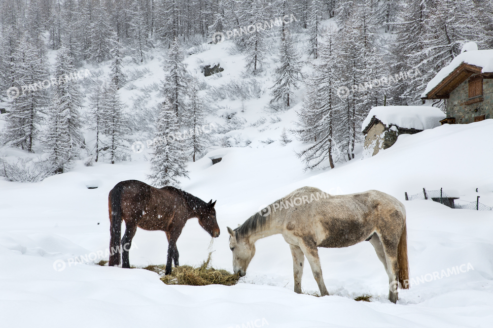 Cavalli sulla neve che mangiano a Cheneil
