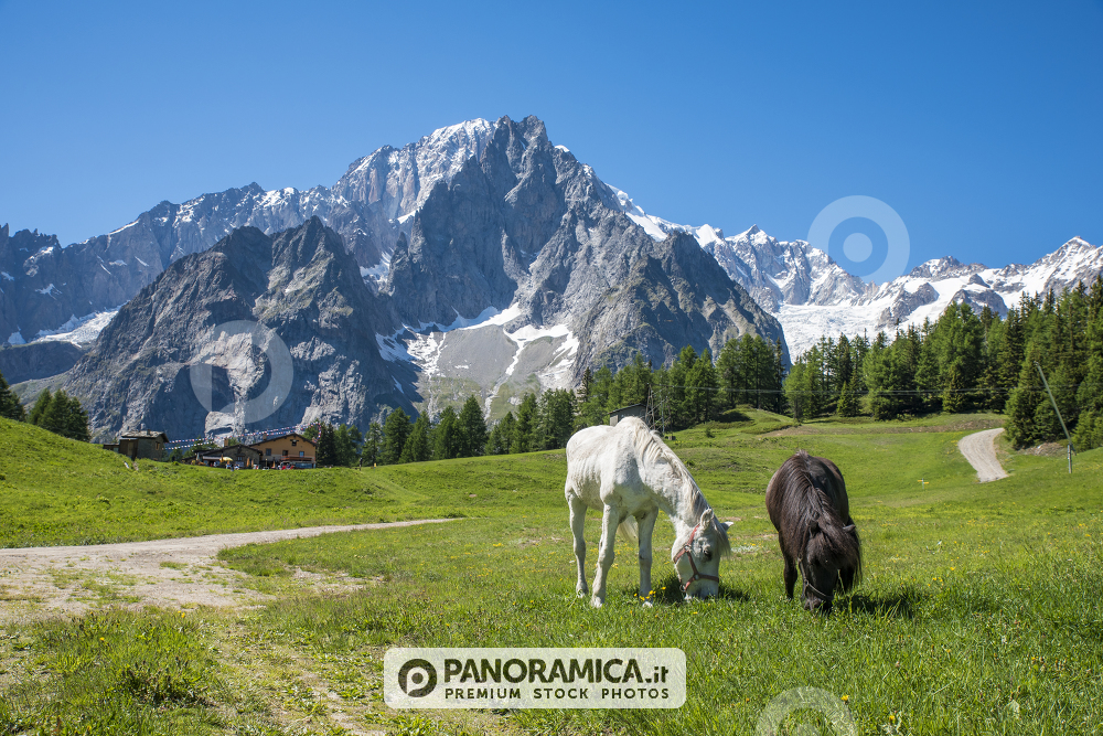 Cavallo e pony brucano sotto il Monte Bianco