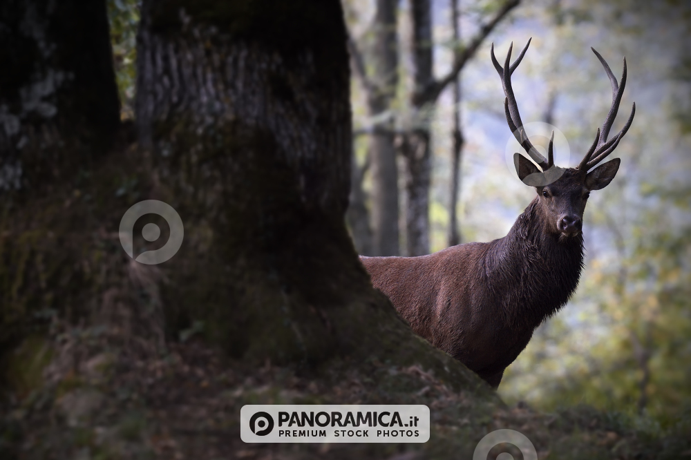 Cervo adulto appare dal fitto del bosco