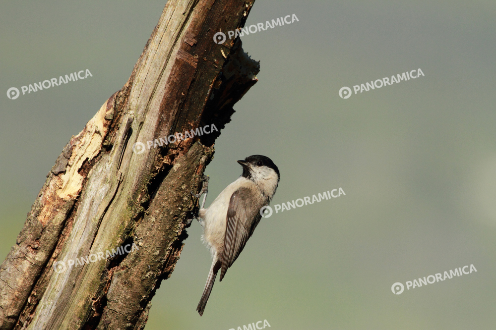 Cincia Bigia