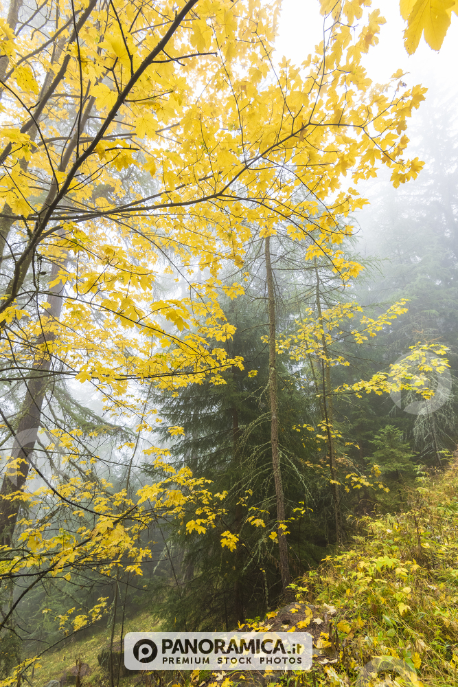 Colori del bosco in autunno (Valle del Gran San Bernardo, Valle d'Aosta