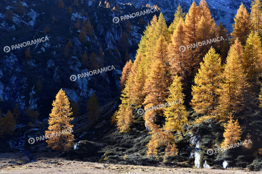 Colori utunnali sugli alberi