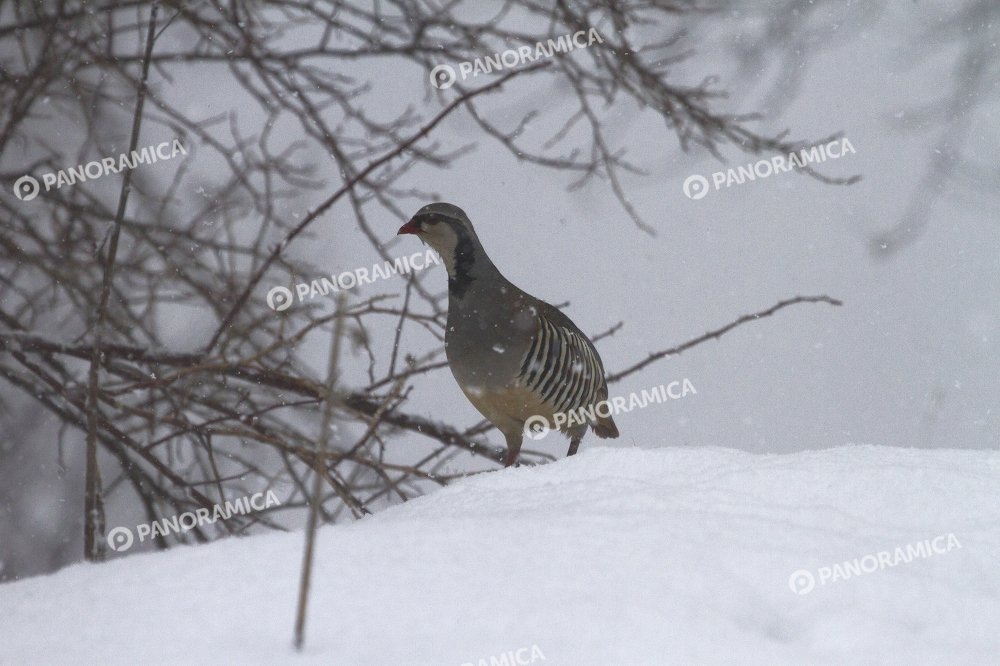 Coturnice sotto una Nevicata