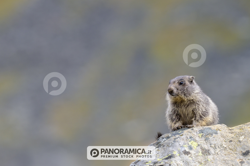 Cucciolo di marmotta su roccia