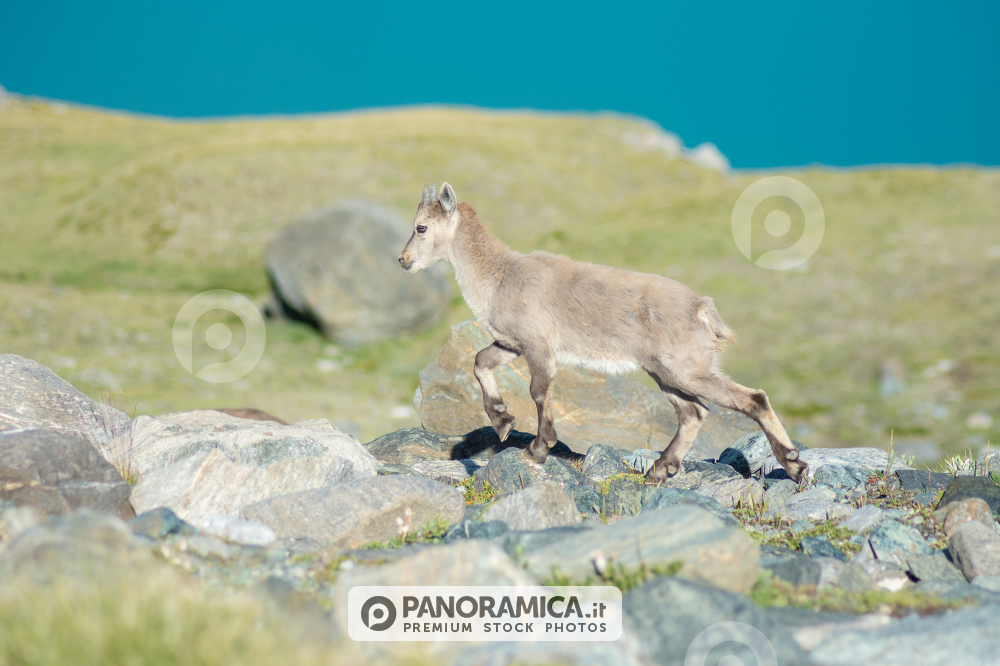Cucciolo di stambecco - Breuil Cervinia