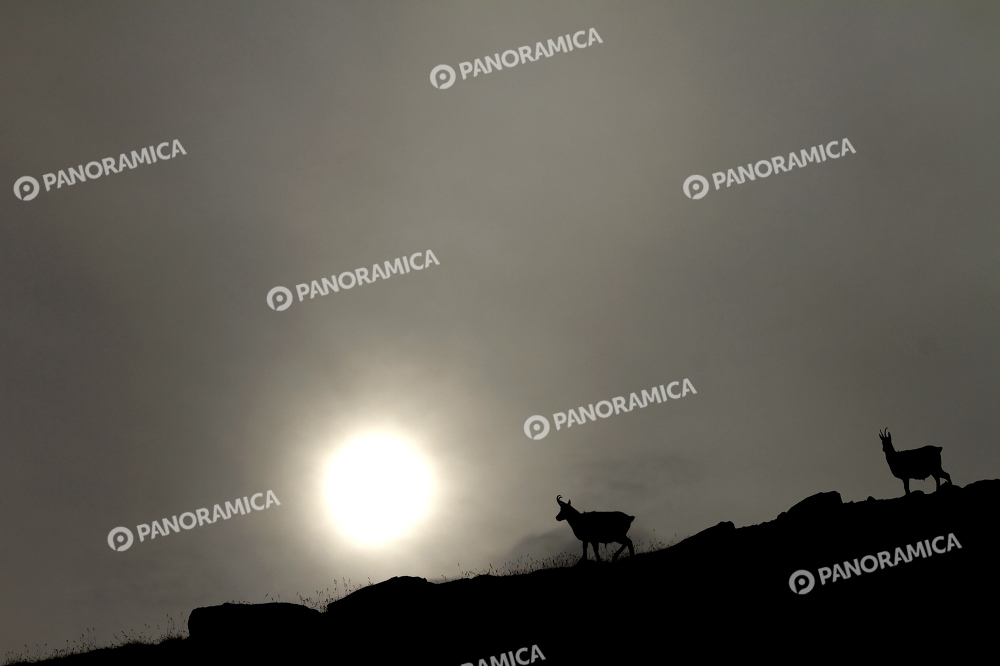 Due Camosci Alpini stagliati nel Sole