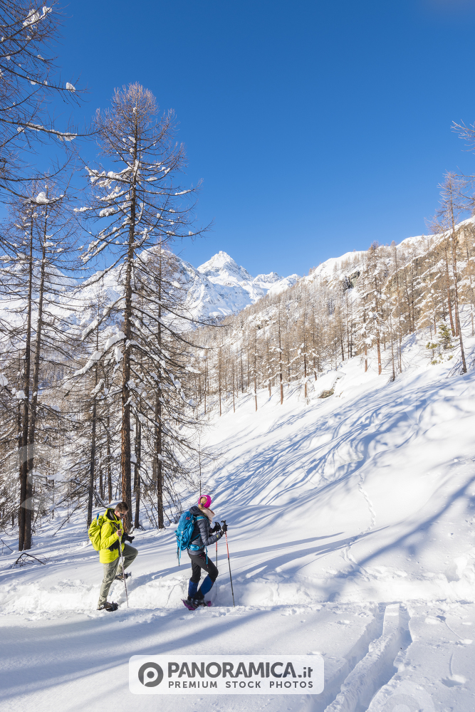 Escursionisti nel bosco, Val d'Ayas, Valle d'Aosta.