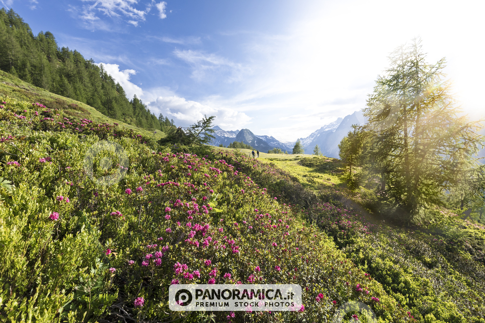 Escursionisti sul sentiero della balconata del Monte Bianco costeggiato da rododendri