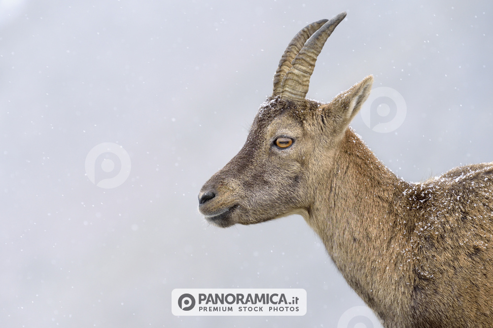 Femmina di stambecco sotto una fitta nevicata