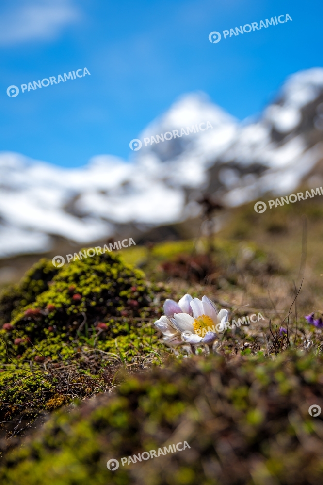 Fiore con sfondo Granta Parey