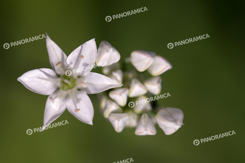 Fiore di cipolla