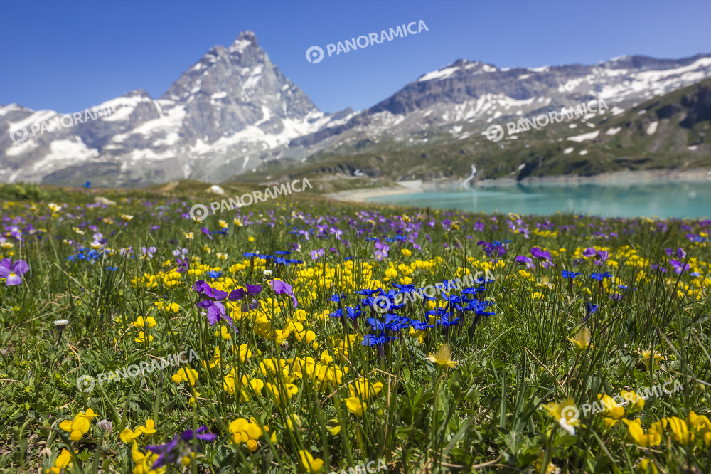 Fiori e Cervino