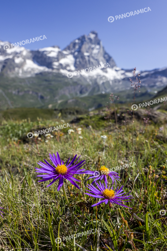 Fiori e Cervino