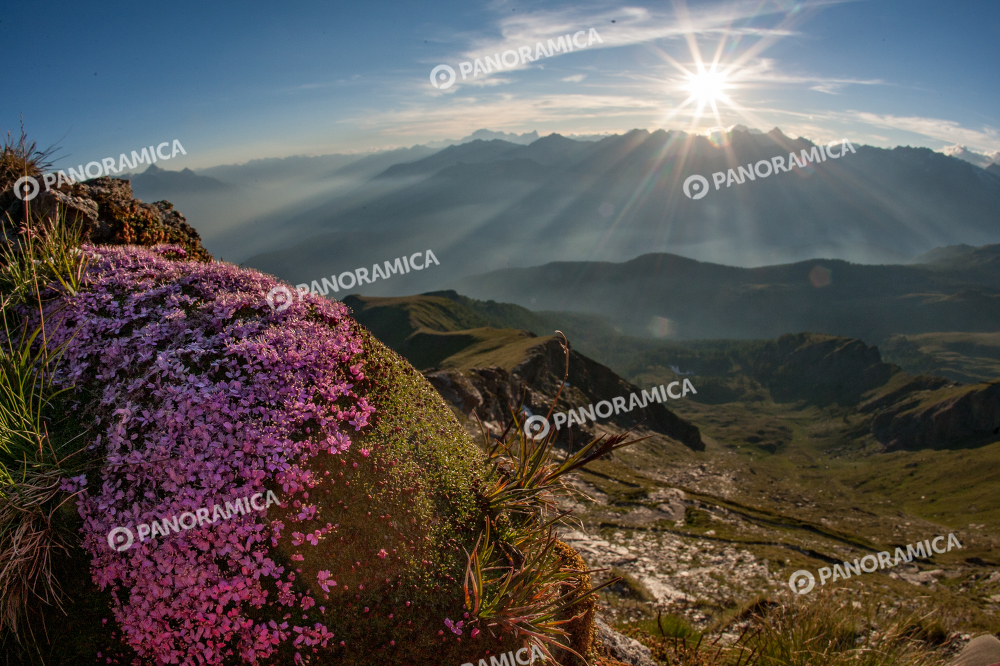 Fiori rosa al tramonto