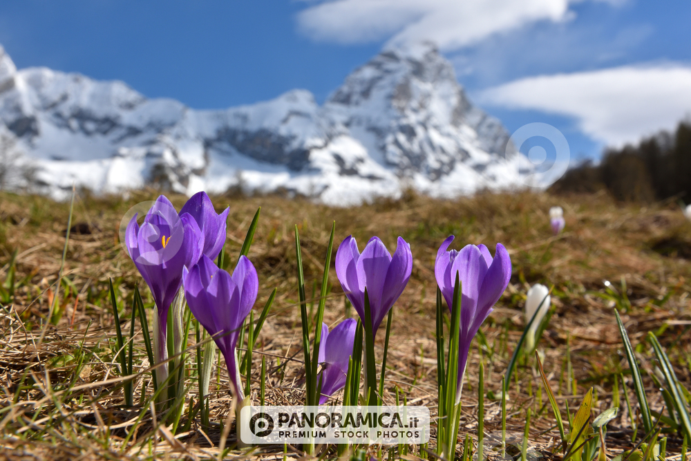 Fioritura Crocus 