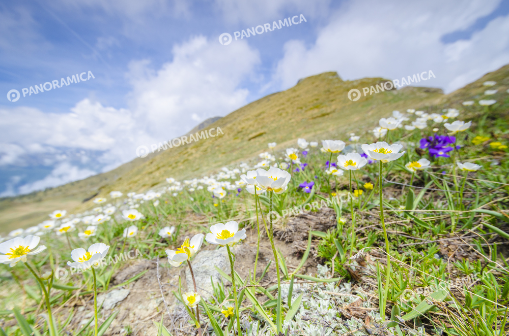 Fioriture in Valtournenche