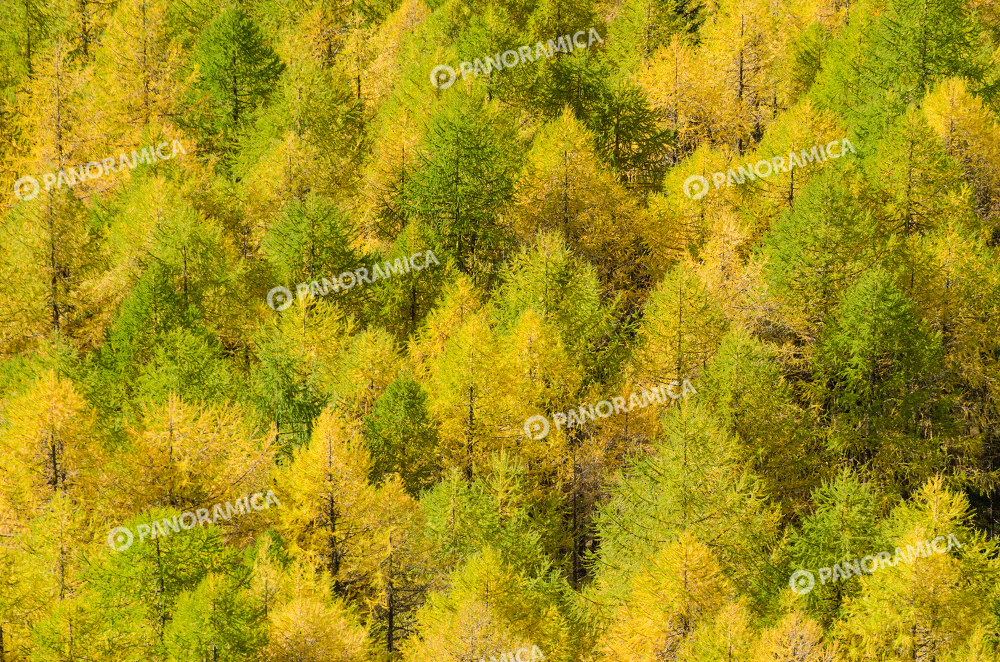Fitto bosco autunnale