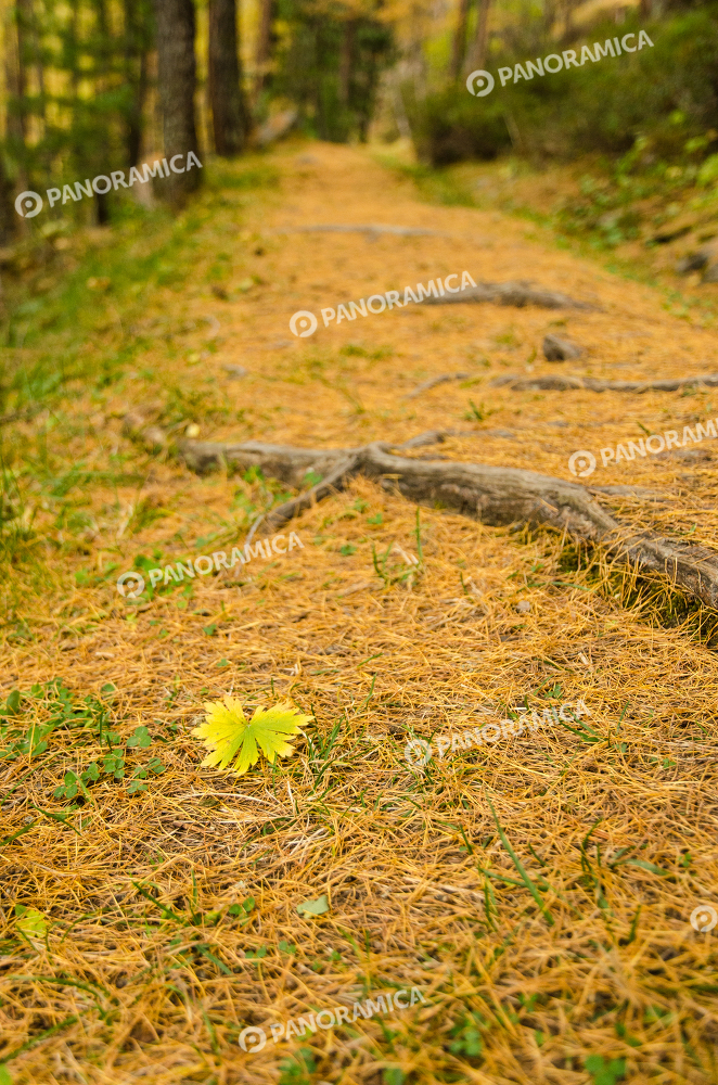 Foglia nel bosco autunnale