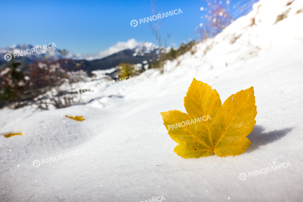 Foglia su neve
