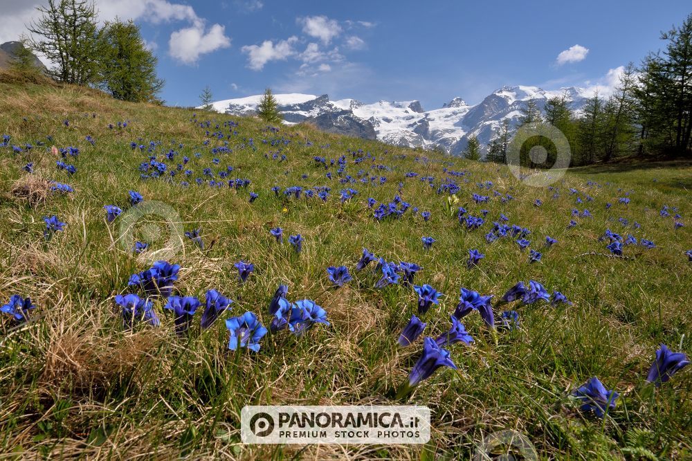 Gentiana , e Massiccio Monte Rosa 
