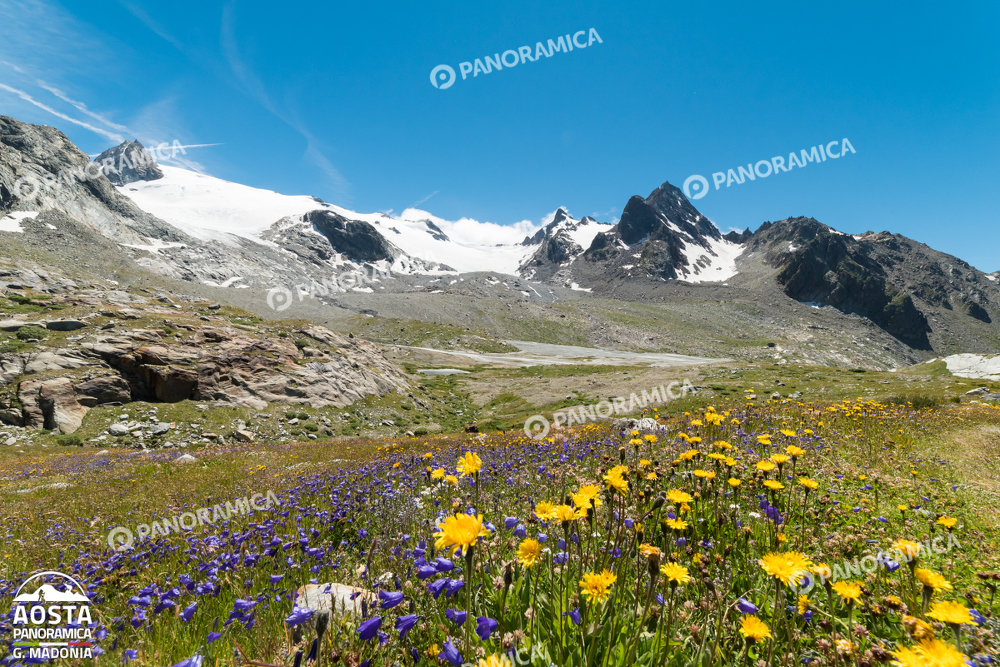 Ghiacciaio del Rutor con fiori