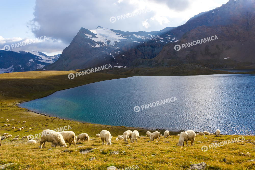 Gregge di pecore al lago Rosset
