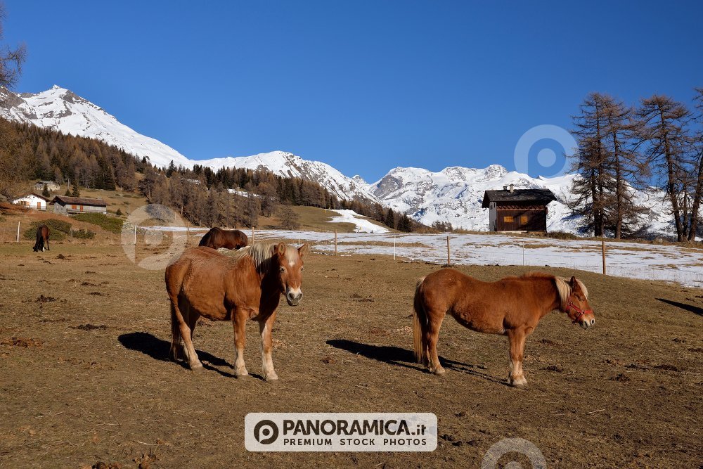 I cavalli di Barmasc 